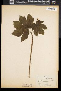 Hydrastis canadensis image