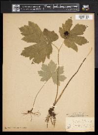 Hydrastis canadensis image