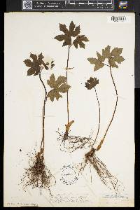 Hydrastis canadensis image