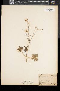 Ranunculus acris image