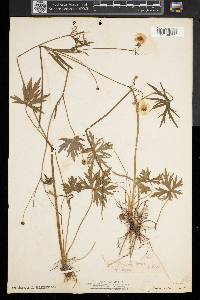 Ranunculus acris image