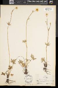 Ranunculus acris image