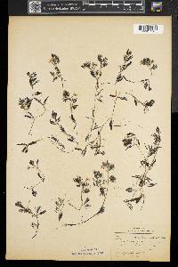 Ranunculus trichophyllus image