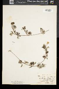 Ranunculus trichophyllus image