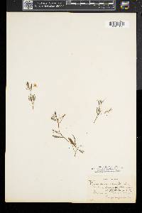 Ranunculus trichophyllus image