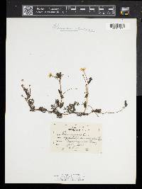 Ranunculus trichophyllus image
