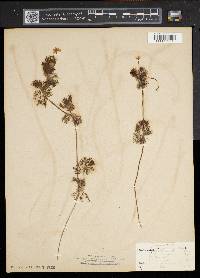 Ranunculus trichophyllus image