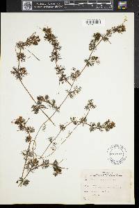 Ranunculus trichophyllus image