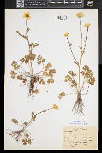 Ranunculus bulbosus image