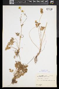 Ranunculus bulbosus image