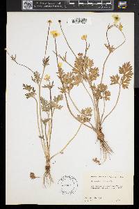 Ranunculus bulbosus image