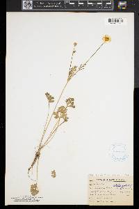 Ranunculus bulbosus image
