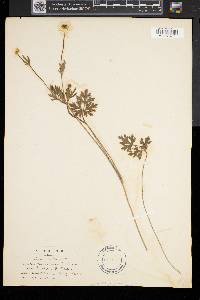 Ranunculus bulbosus image