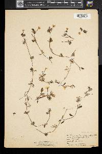 Ranunculus aquatilis var. diffusus image