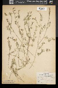 Ranunculus aquatilis image