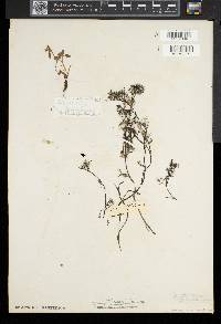 Ranunculus aquatilis var. diffusus image