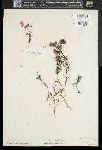 Ranunculus aquatilis var. diffusus image