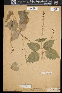 Phryma leptostachya image