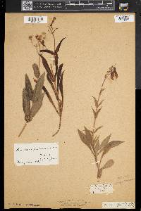 Penstemon hirsutus image