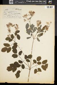 Thalictrum dasycarpum image