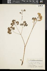 Thalictrum dioicum image