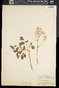 Thalictrum dioicum image