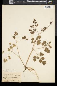 Thalictrum pubescens image
