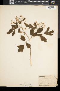 Thalictrum pubescens image