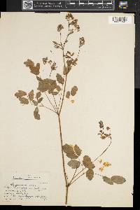 Thalictrum pubescens image
