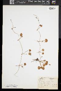 Ranunculus cymbalaria image