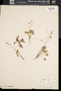 Ranunculus cymbalaria image