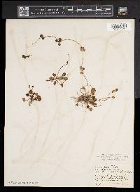 Ranunculus cymbalaria image