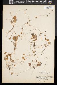 Ranunculus cymbalaria image