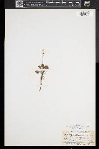 Ranunculus cymbalaria image