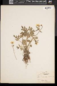 Ranunculus fascicularis image