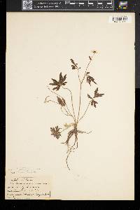 Ranunculus fascicularis image