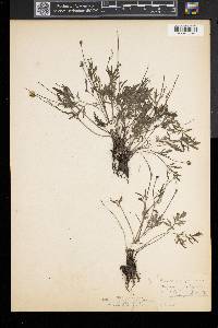 Ranunculus fascicularis image