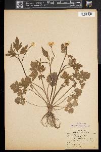 Ranunculus fascicularis image