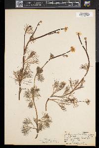 Ranunculus flabellaris image