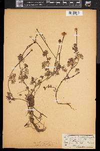 Ranunculus flabellaris image