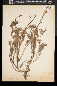 Ranunculus flabellaris image
