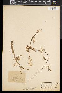 Ranunculus flabellaris image