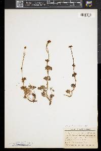 Ranunculus flabellaris image