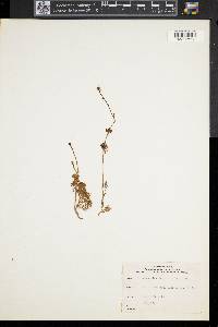 Ranunculus flabellaris image
