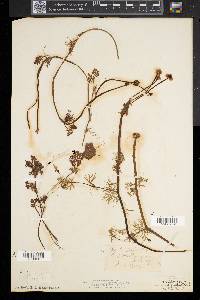 Ranunculus flabellaris image