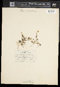 Ranunculus repens image