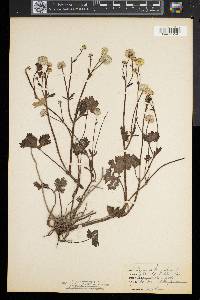 Ranunculus repens image