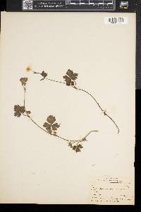 Ranunculus repens image