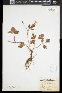 Ranunculus septentrionalis image