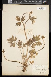 Ranunculus septentrionalis image